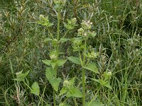 Nepeta cataria 11, Wild kattenkruid, Saxifraga-Ed Stikvoort