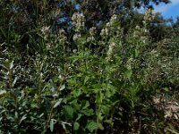 Nepeta cataria 13, Wild kattenkruid, Saxifraga-Ed Stikvoort : lijmkruid Breskens A900