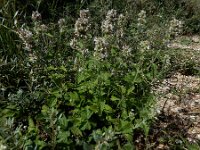 Nepeta cataria 19, Wild kattenkruid, Saxifraga-Ed Stikvoort : lijmkruid Breskens A900
