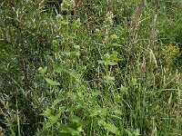 Nepeta cataria 22, Wild kattenkruid, Saxifraga-Ed Stikvoort