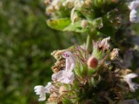Nepeta catharia 6, Wild kattenkruid, Saxifraga-Rutger Barendse