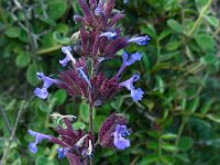 Nepeta melissifolia 2, Saxifraga-Ed Stikvoort