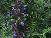 Nepeta melissifolia 3, Saxifraga-Ed Stikvoort