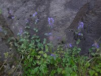 Nepeta mussinii 1, Saxifraga-Ed Stikvoort
