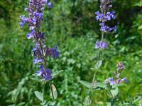 Nepeta mussinii 2, Saxifraga-Ed Stikvoort
