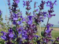Nepeta racemosa 10, Blauw kattenkruid, Saxifraga-Ed Stikvoort