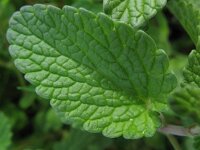 Nepeta racemosa 2, Blauw kattenkruid, Saxifraga-Rutger Barendse