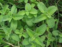 Nepeta racemosa 3, Blauw kattenkruid, Saxifraga-Rutger Barendse