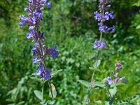 Nepeta racemosa 5, Blauw kattenkruid, Saxifraga-Ed Stikvoort
