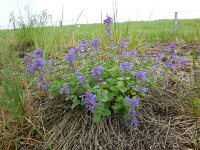 Nepeta racemosa 6, Blauw kattenkruid, Saxifraga-Ed Stikvoort