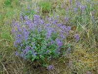 Nepeta racemosa 8, Blauw kattenkruid, Saxifraga-Ed Stikvoort
