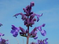 Nepeta racemosa 9, Blauw kattenkruid, Saxifraga-Ed Stikvoort