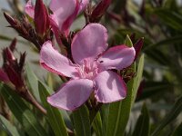 Nerium oleander 3, Saxifraga-Jan van der Straaten