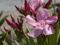 Nerium oleander 4, Saxifraga-Jan van der Straaten