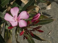 Nerium oleander 6, Saxifraga-Willem van Kruijsbergen