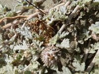 Neurada procumbens 2, Saxifraga-Rutger Barendse