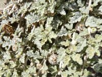 Neurada procumbens 3, Saxifraga-Rutger Barendse