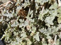 Neurada procumbens 4, Saxifraga-Rutger Barendse