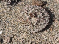 Neurada procumbens 5, Saxifraga-Rutger Barendse