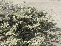 Neurada procumbens 6, Saxifraga-Rutger Barendse