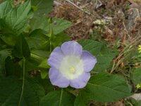 Nicandra physalodes 2, Saxifraga-Rutger Barendse