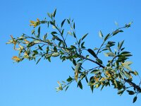 Nicotiana glauca 12, Saxifraga-Ed Stikvoort