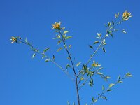 Nicotiana glauca 14, Saxifraga-Ed Stikvoort