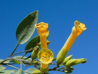 Nicotiana glauca 15, Saxifraga-Ed Stikvoort