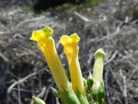 Nicotiana glauca 17, Saxifraga-Rutger Barendse