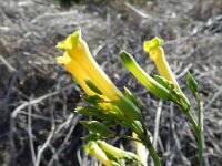 Nicotiana glauca 18, Saxifraga-Rutger Barendse