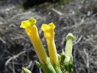 Nicotiana glauca 19, Saxifraga-Rutger Barendse