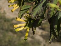 Nicotiana glauca 2, Saxifraga-Jan van der Straaten