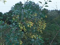 Nicotiana glauca 22, Saxifraga-Jan van der Straaten
