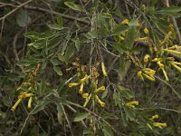 Nicotiana glauca 3, Saxifraga-Willem van Kruijsbergen