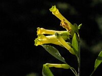 Nicotiana glauca 4, Saxifraga-Jan van der Straaten