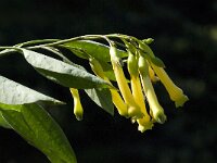 Nicotiana glauca 6, Saxifraga-Jan van der Straaten