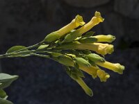 Nicotiana glauca 7, Saxifraga-Willem van Kruijsbergen