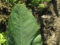 Nicotiana glauca 8, Saxifraga-Rutger Barendse