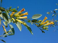 Nicotiana glauca 9, Saxifraga-Ed Stikvoort