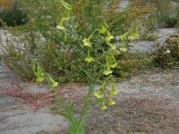 Nicotiana langsdorffii 1, Saxifraga-Ed Stikvoort