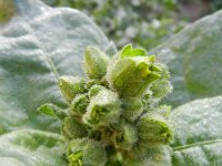 Nicotiana rustica 3, Boerentabak, Saxifraga-Rutger Barendse