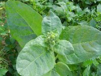 Nicotiana rustica 4, Boerentabak, Saxifraga-Rutger Barendse
