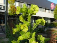 Nicotiana rustica 5, Boerentabak, Saxifraga-Rutger Barendse