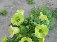 Nicotiana rustica 7, Boerentabak, Saxifraga-Rutger Barendse