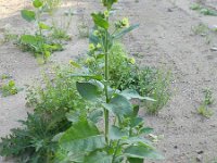 Nicotiana rustica 8, Boerentabak, Saxifraga-Rutger Barendse