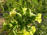Nicotiana rustica 9, Boerentabak, Saxifraga-Rutger Barendse