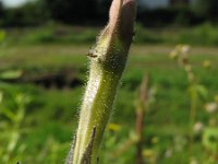 Nicotiana sanderae 1, Saxifraga-Rutger Barendse