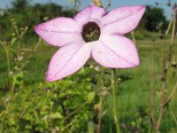 Nicotiana sanderae 2, Saxifraga-Rutger Barendse