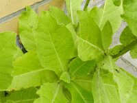 Nicotiana sylvestris 2, Saxifraga-Rutger Barendse