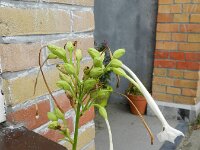 Nicotiana sylvestris 3, Witte trompettabak, Saxifraga-Rutger Barendse